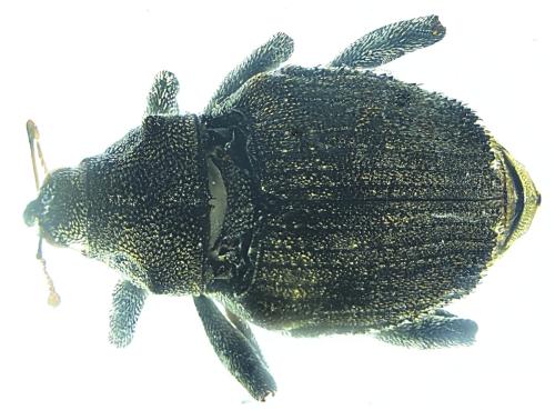 Réf. 336 869 : Parethelcus pollinarius